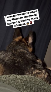 149K views · 2.4K reactions | Scary! German shepherd starts growling when moms is home alone  #germanshepherd #germanshepherdpuppy #germanshepherdsofinstagram #gsd #gsdlife #reels #reelsfypシ | Zeus and Luna | Facebook