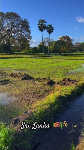 paddy feild 🌾🇱🇰 #nature #travel #agriculture