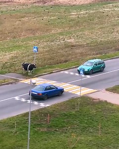 1.9M views · 10K reactions | Smart cow waits for crosswalk escort!  | Bloom | Facebook