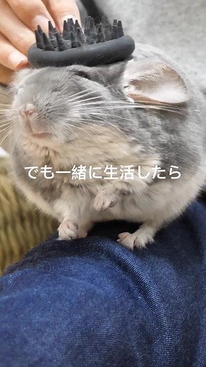 チンチラの飼い方と生活の魅力