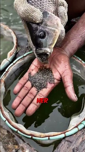 [SWARM] Why is this Fish exploding? 🦠 #shorts