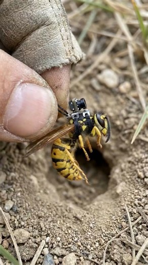 Wasp POV Inside Underground Hidden Colonie