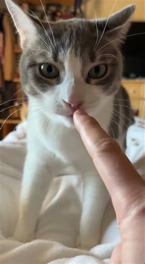 Don't scare me. I'm not afraid of you. Watch this fearless feline in action #cat #cats #petsoftiktok