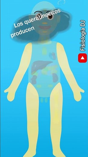 Sistema endocrino: Piel, funciones endocrinas | Fisiología del sistema endocrino
