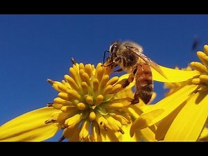 Plants And Flowers Honey Bees Pollinate