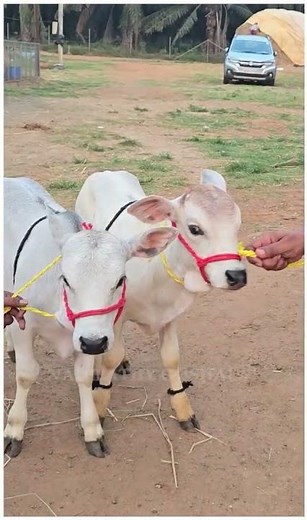 World’s Smallest Cows that can be grown in home Nadipathy Cattle (Just 1-2 Feet Tall)