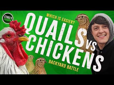 Quails vs Chickens! Which Should You Raise?