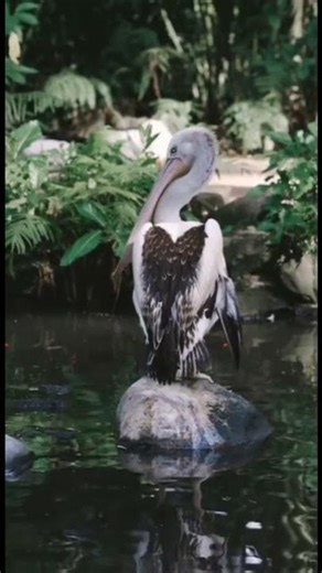 Close shot of Pelican