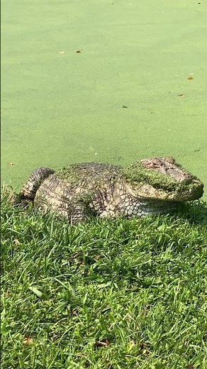 🐊 Amazing Alligator Facts | The Ancient Predator of the Swamps 🐊