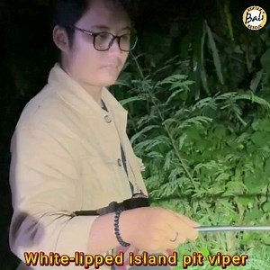 Released a white-lipped island pit viper back into the wild was done...