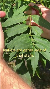 Ash Tree Leaf Identification #treefacts #treeknowledge #trees #leaves #treegrowth