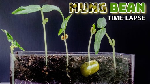 Mung bean sprouts time lapse - 12 days growing
