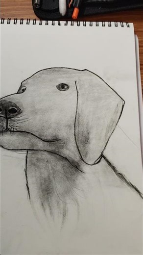 How To Drow Realistic Doge Face Sketch Art Step By Step #viral #art #sketch #artist #sketch#shorts