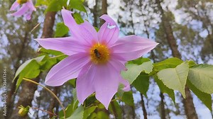 Dahlia flowers in bloom are visited by bees to get pollen