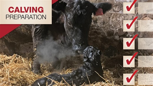 Your Calving Prep Starts Here: The Essential Checklist