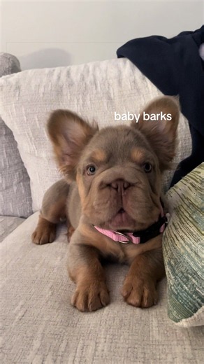 when I first got her she never barked or whined. This was the first time she started barking at me 😭 #frenchie #frenchbulldog #puppy