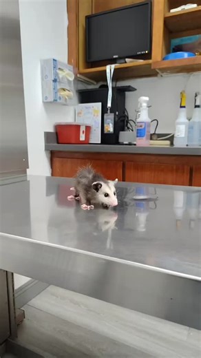 OPOSSUM | Baby Todd did so well at the vet today 🎬 Source: on tiktok ogjojie 👉🏼 Follow us and tag a friend to stay updated! 🔖 🔔 Turn on post... | Instagram