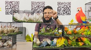 Azadi deal offer | Fawn Java 10 hazar | all birds rates Java white lovebirds prices 03082555659 / 03091555659 | Laraib ali syed