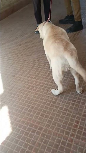 Labra dog suffered from Hip dysplasia ( atrophy of thigh muscle & lameness in hind limb)