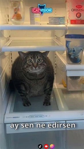 CatVision on Instagram: "Ay Sen Ne Edirsen Meni 😼🍅🥒 | Kedi Edit Ay sen ne edirsen meni pomidorun yanına qoymusan 😾🍅 O gaz bıraxır, men tez harab oluram 😼💨 Ayrı saqla meni! Men hıyaram beybiii 🥒😂 👉 Sence bu kedi haklı mı? Pomidorla yan yana olur mu yaz 👇😈 #kedi #sebze #trendingreelsvideo❤️😍👩‍❤️‍👨 #keşfett #komikvideo"