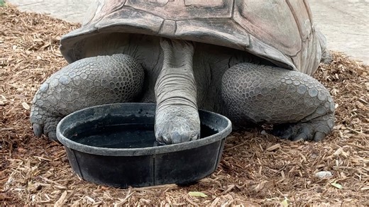 36K views · 778 reactions | Indianapolis Zoo on Reels | Facebook