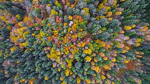 Nature's influence on design, part three