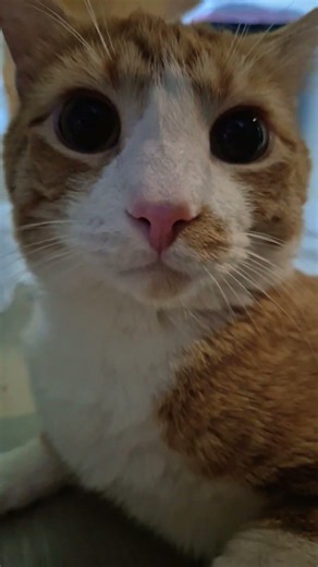 Tabby Update He's Still Adorable #adorably #cat #adoreble #cuteanimal #catie #cathead