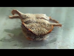 Extremely Insane Looking Caterpillar! Monkey Slug Hag Moth Larvae First Time Sighting!