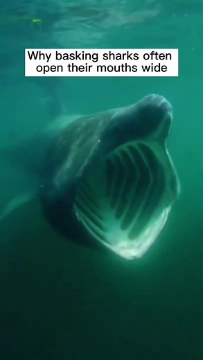 Why basking sharks often open their mouth wide?🥸#baskingshark #shark#sharks#sharke#shark?#summervibes#sea#ocean#fish#marinelife#foryoupage#fyp#foryou