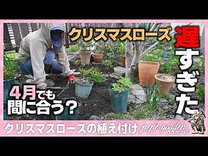 How to Plant Christmas Roses | A Must-See for Those Who Missed February! A Thorough Explanation o...