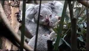 26K views · 981 reactions | Who's going to see the baby koala at the...