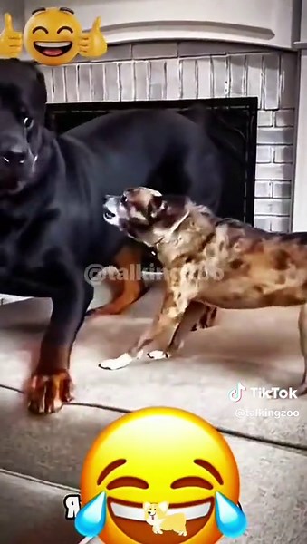 when animals talk... it's funnier than humans 🤣 #animalvoiceover #talkingpets #petsoftiktok #funnyanimals #funnyvoices