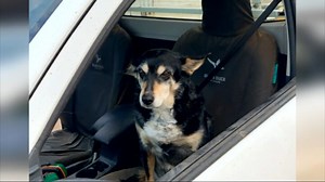 8K views · 177 reactions | FARM DOG OF THE YEAR COMPETITORS We're almost one month into the Izuzu-Ute WA Farm Dog of the Year Competition. This week they have been coming in hot. Here are some of our favourite picks . | 7NEWS Regional WA | Facebook