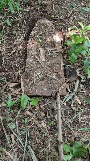 Kang Zen on Instagram: "This animal nests in the ground"