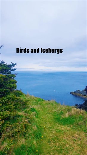 Talk about a Newfoundland and Labrador double feature. 🤩 Birdwatching and iceberg watching all at once along this stunning coastline. The waves crashing, the gulls soaring – pure magic. #Newfoundland #IcebergAlley #Birdwatching | Visit Newfoundland and Labrador