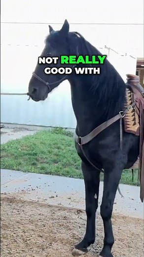 Stallion Handling: Teaching Manners