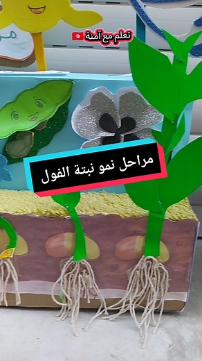 مراحل نمو نبتة الفول التعليمية