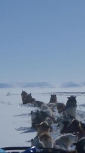 Taken in the open expanse of Arctic Alaska, these 22 happy Alaskan malamutes are singing to their hearts' content and loving life in their homeland.❤️ Enjoy their song🎶 #alaskanmalamute | Joe G Henderson