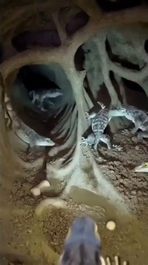 POV: Camera Mounted on a Monitor Lizard Exploring a Massive Underground Den🦎 | Real WildlifeResearch