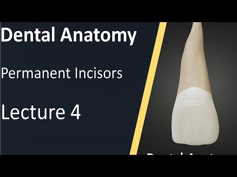 تشريح الاسنان المحاضرة الرابعة - Dental Anatomy Permanent Maxillary Central Incisor