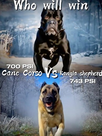 Cane Corso vs Kangal Shepherd vs Germane shepherd Bite Force and Strength challenges