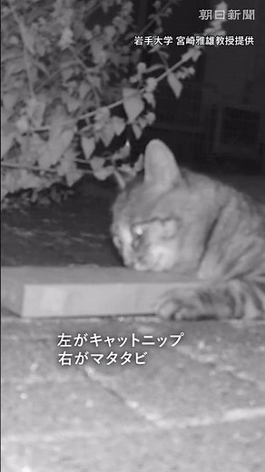 【実験】ネコはどっちを選ぶ？マタタビvsキャットニップ