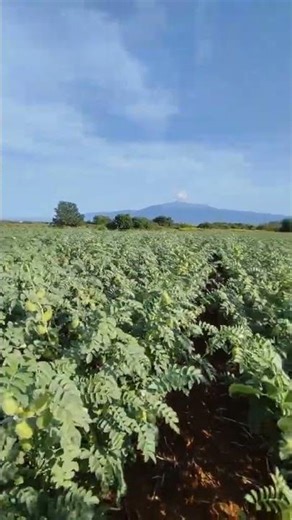 Καλλιέργεια ρεβυθιού από κοντά 🫘🌱 #AgroLife #Short Chickpea cultivation in the field 🫘🌱 #AgroLife