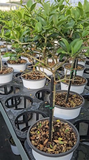 Olive tree that creates a luxurious atmosphere #OliveTree #GrowingOlives