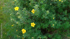 cottage garden, country, herbaceous border, yellow flowers, white, green, private, landscape, design, pathway, lawn edge, english, ornamental, grass, traditional, border, perennial, landscaping, garde
