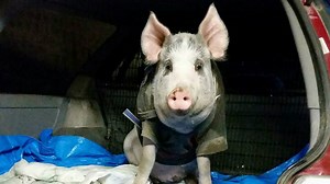 BBC World Service - Outlook - Amazing stories of people saving animals