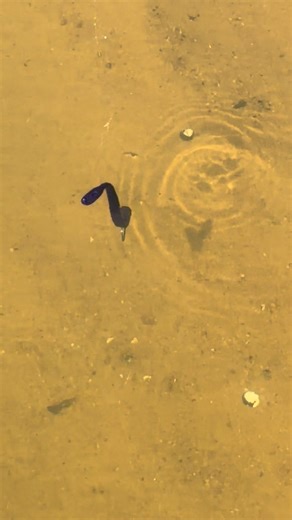 Custom drop-shot worm, formula #7 injection. | Wacky Custom Baits