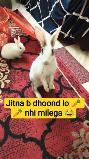 Bunny Detectives on a Carrot case 🐇🐰 #funnybunny #rabbits #cutebunny