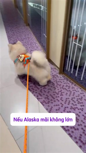 #thúcưng #xh #xhtiktok #chó #mèo