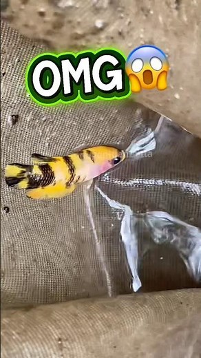 Catching betta koi fish🐠🌿 #bettafishtank #wildbetta
